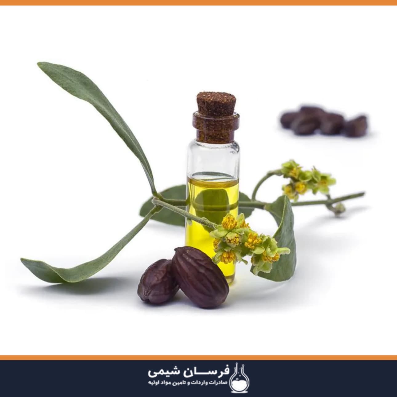 روغن جوجوبا چیست و چه خواصی دارد؟